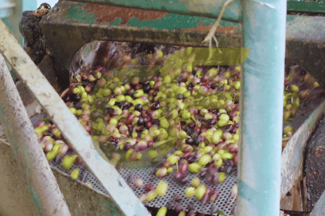 olivefarmssyriasite (2) ادلب عفرين حلب سوريا معمل زيت الزيتون البكر الاصلي