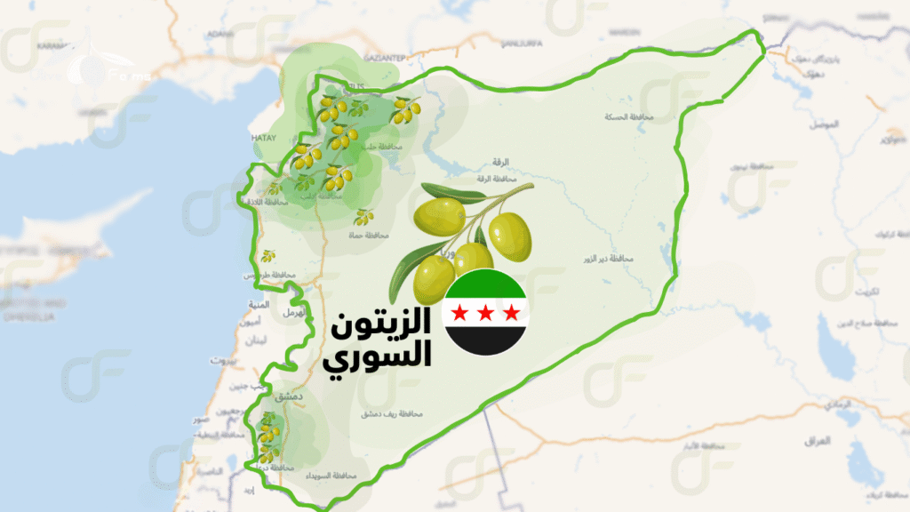 المحافظات السورية المنتجة لزيت الزيتون