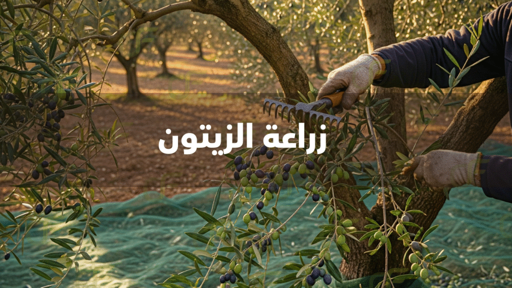زراعة الزيتون