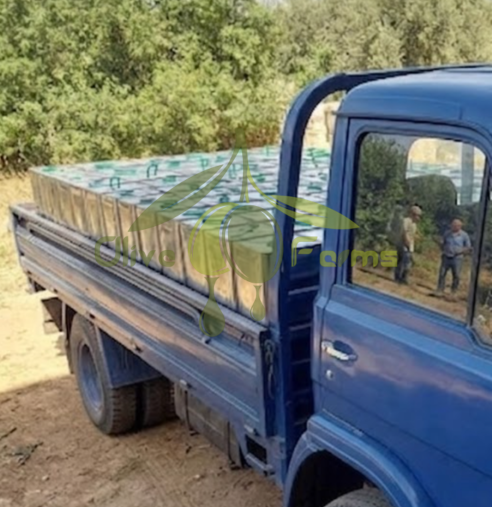 زيت زيتون كميات تجارية ضخمة أوليف فارمز